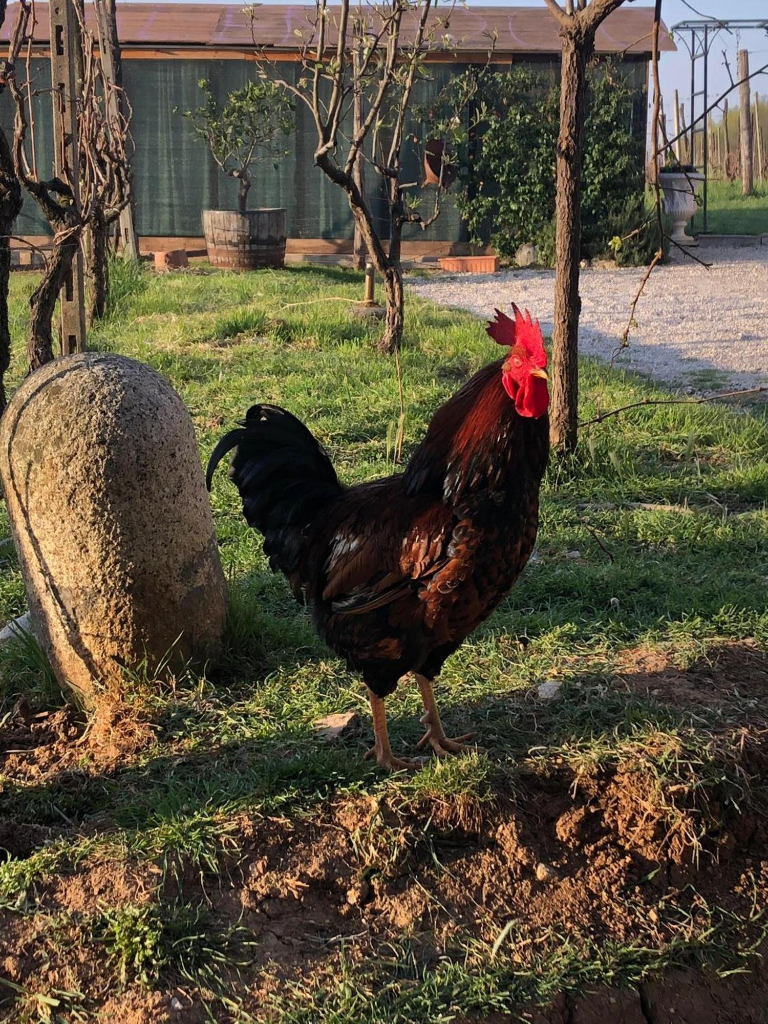 La Bosca Agriturismo Gavardo Luaran gambar